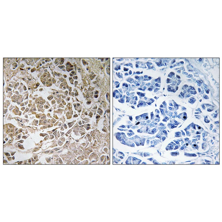 Immunohistochemistry - Anti-PEX11C Antibody (C17631) - Antibodies.com
