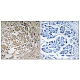 Immunohistochemistry - Anti-PEX11C Antibody (C17631) - Antibodies.com