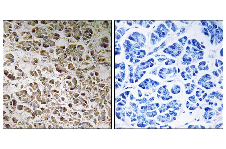Immunohistochemistry - Anti-NDUFB1 Antibody (C16828) - Antibodies.com