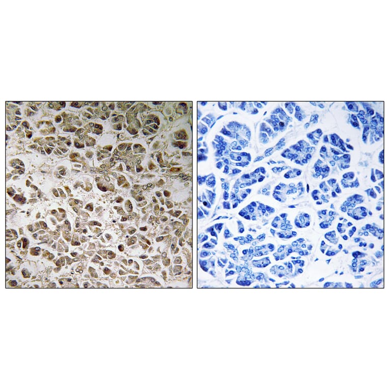 Immunohistochemistry - Anti-NDUFB1 Antibody (C16828) - Antibodies.com