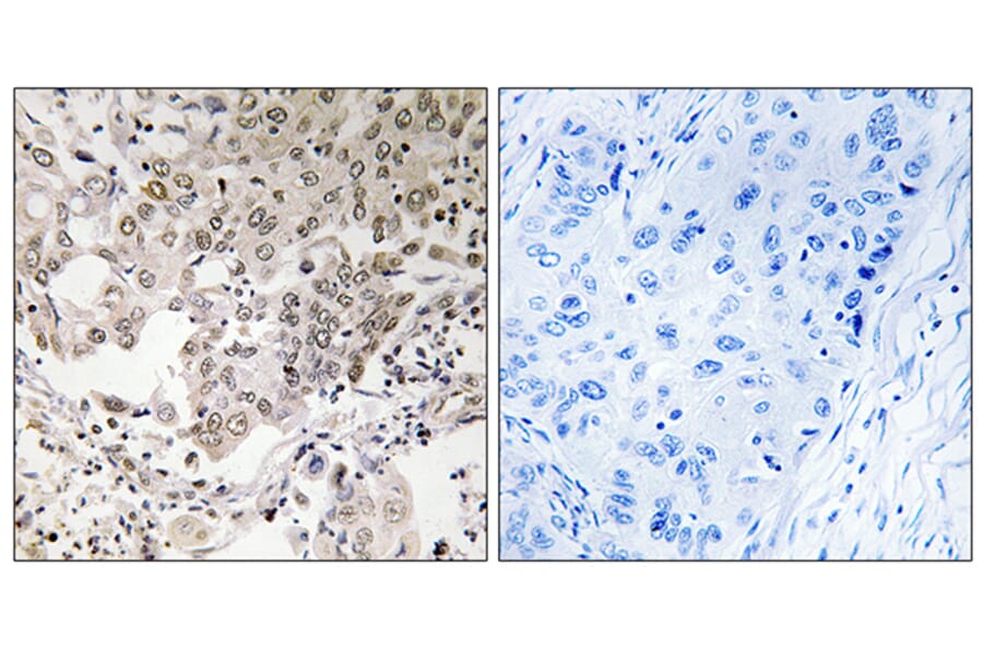 Immunohistochemistry - Anti-NCAPG2 Antibody (C15236) - Antibodies.com