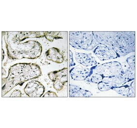 Immunohistochemistry - Anti-MRPS32 Antibody (C16660) - Antibodies.com