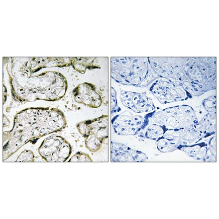 Immunohistochemistry - Anti-MRPS32 Antibody (C16660) - Antibodies.com