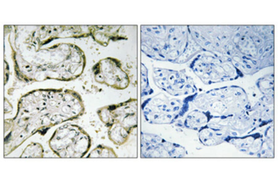 Immunohistochemistry - Anti-MRPS32 Antibody (C16660) - Antibodies.com