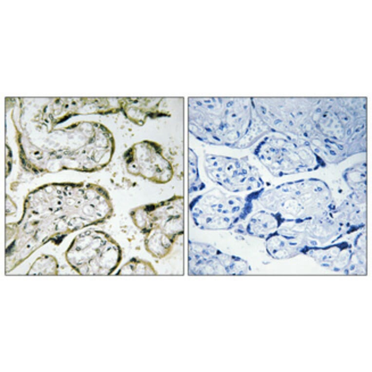 Immunohistochemistry - Anti-MRPS32 Antibody (C16660) - Antibodies.com