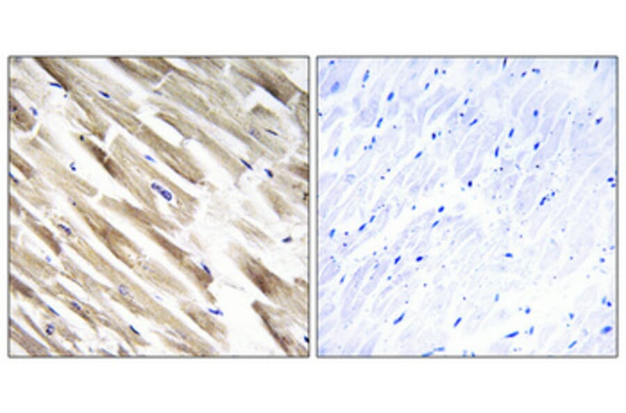 Immunohistochemistry - Anti-MRPL33 Antibody (C16671) - Antibodies.com