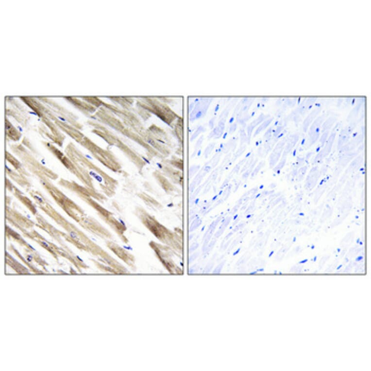 Immunohistochemistry - Anti-MRPL33 Antibody (C16671) - Antibodies.com