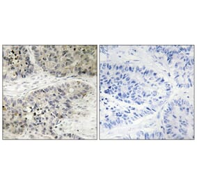 Immunohistochemistry - Anti-MAPK15 Antibody (C11391) - Antibodies.com