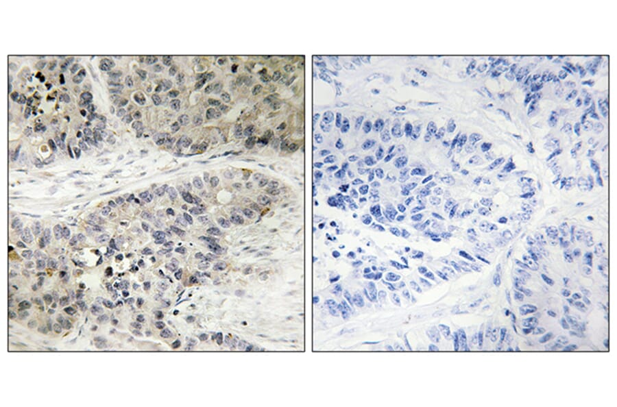 Immunohistochemistry - Anti-MAPK15 Antibody (C11391) - Antibodies.com