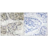 Immunohistochemistry - Anti-MAPK15 Antibody (C11391) - Antibodies.com