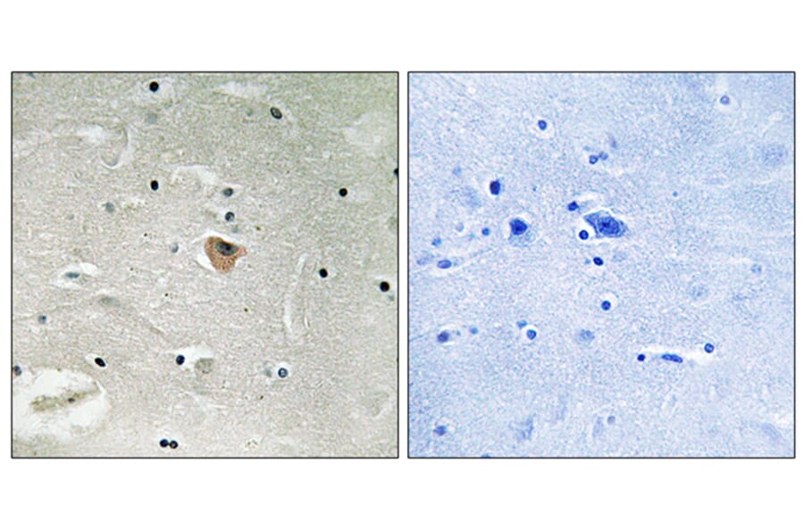 Immunohistochemistry - Anti-KIF13B Antibody (C16437) - Antibodies.com