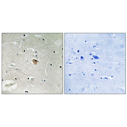 Immunohistochemistry - Anti-KIF13B Antibody (C16437) - Antibodies.com