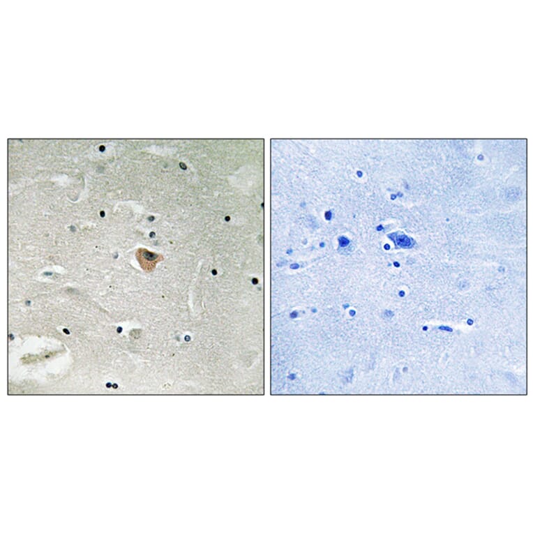 Immunohistochemistry - Anti-KIF13B Antibody (C16437) - Antibodies.com
