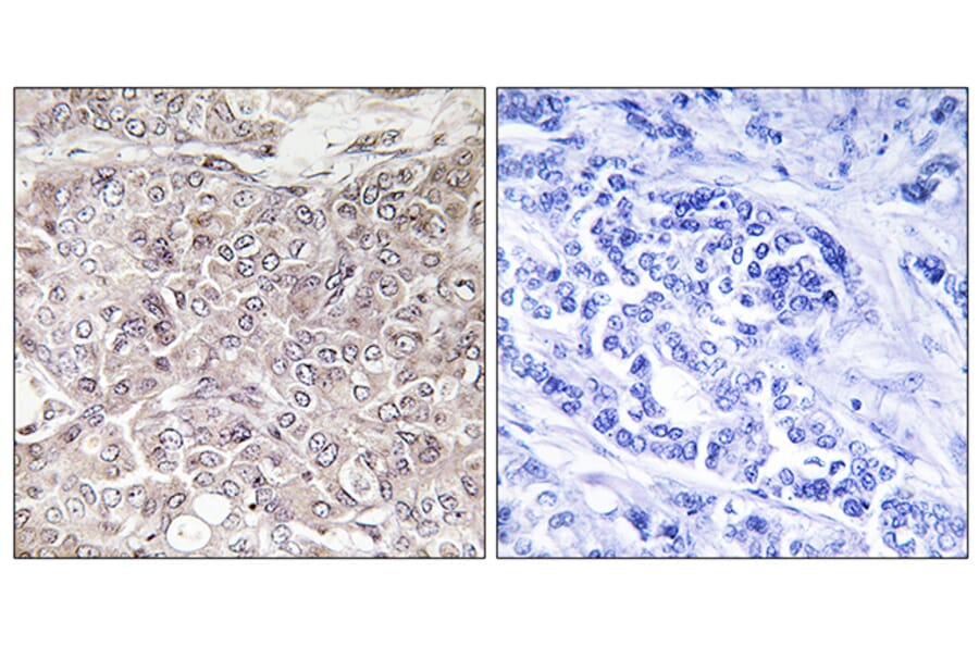 Immunohistochemistry - Anti-GPRIN3 Antibody (C15837) - Antibodies.com