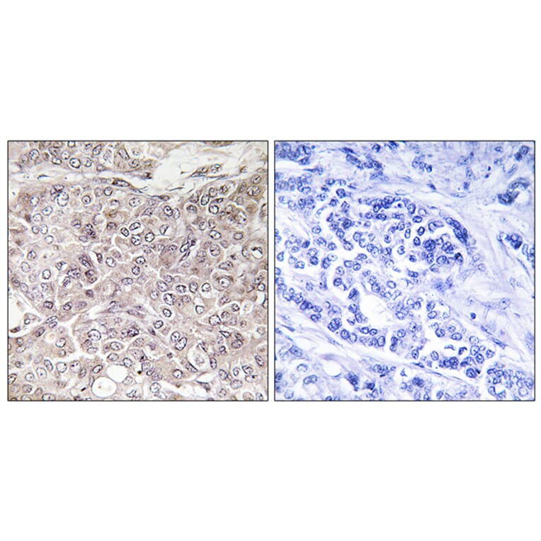 Immunohistochemistry - Anti-GPRIN3 Antibody (C15837) - Antibodies.com