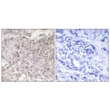 Immunohistochemistry - Anti-GPRIN3 Antibody (C15837) - Antibodies.com
