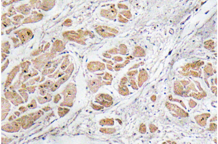 Immunohistochemistry - Anti-GnRH I Antibody (R12-2167) - Antibodies.com