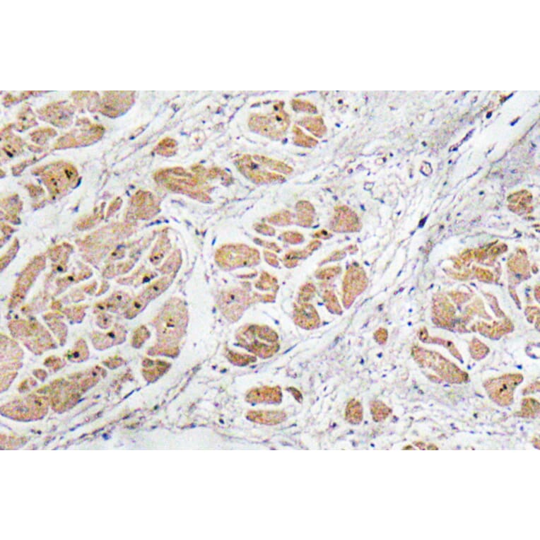 Immunohistochemistry - Anti-GnRH I Antibody (R12-2167) - Antibodies.com