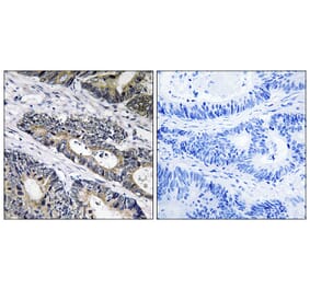 Immunohistochemistry - Anti-GLB1L3 Antibody (C14733) - Antibodies.com