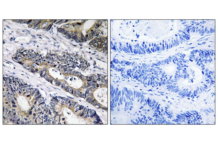 Immunohistochemistry - Anti-GLB1L3 Antibody (C14733) - Antibodies.com