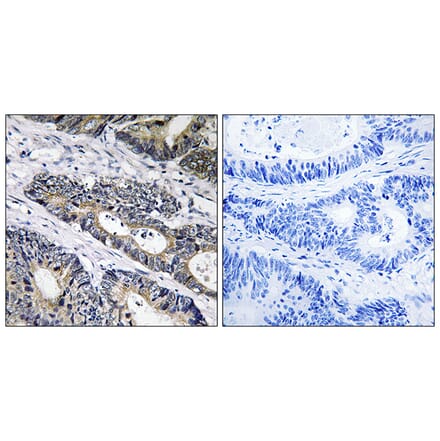 Immunohistochemistry - Anti-GLB1L3 Antibody (C14733) - Antibodies.com