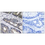 Immunohistochemistry - Anti-GLB1L3 Antibody (C14733) - Antibodies.com