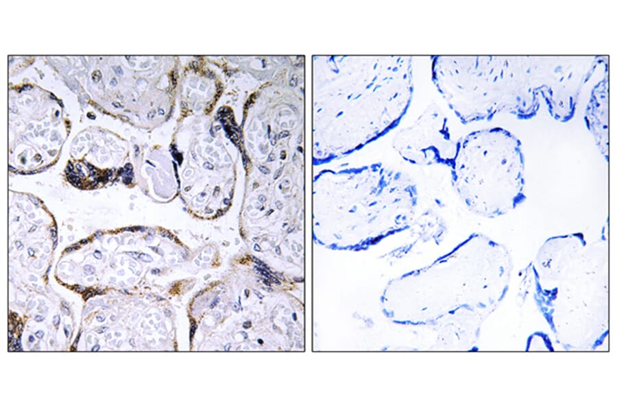 Immunohistochemistry - Anti-ELOVL3 Antibody (C15619) - Antibodies.com
