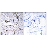 Immunohistochemistry - Anti-ELOVL3 Antibody (C15619) - Antibodies.com