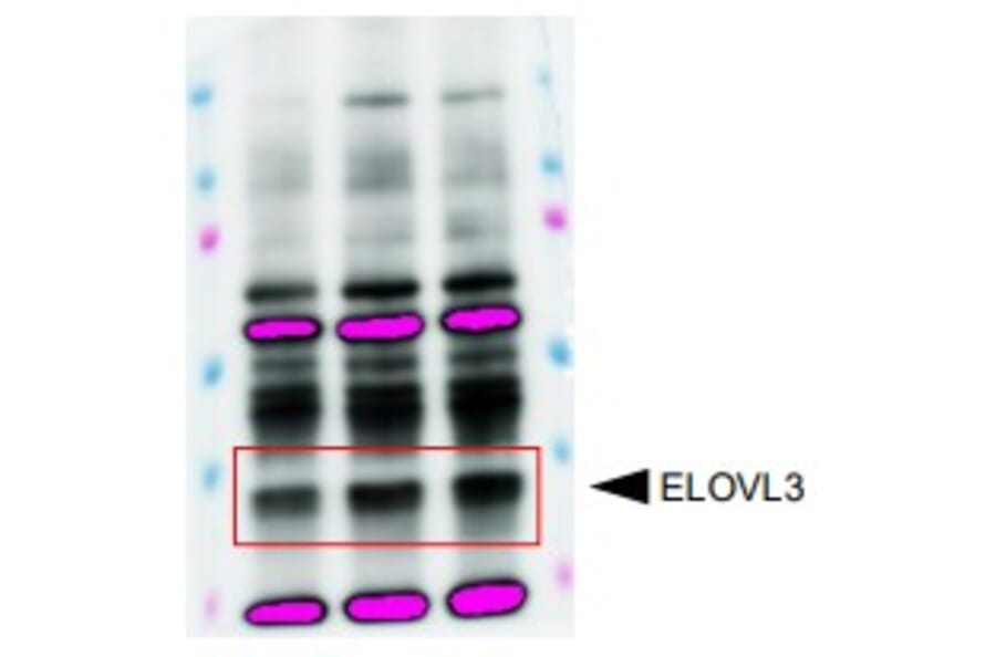 Western Blot - Anti-ELOVL3 Antibody (A100237) - Publication