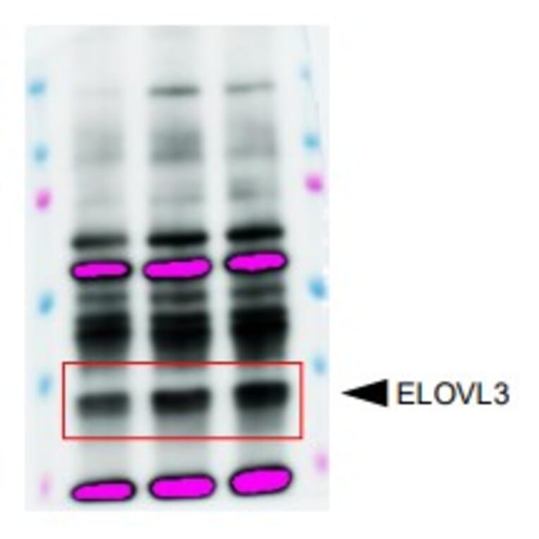 Western Blot - Anti-ELOVL3 Antibody (A100237) - Publication
