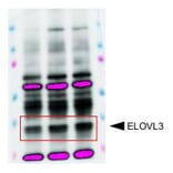 Western Blot - Anti-ELOVL3 Antibody (A100237) - Publication