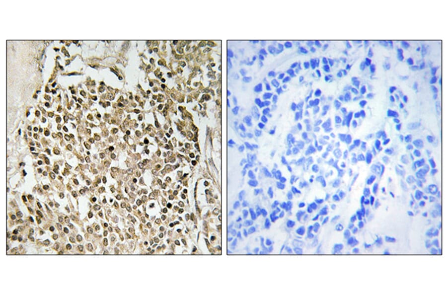 Immunohistochemistry - Anti-CEP350 Antibody (C15052) - Antibodies.com