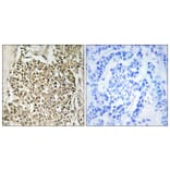 Immunohistochemistry - Anti-CEP350 Antibody (C15052) - Antibodies.com