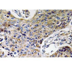 Immunohistochemistry - Anti-ATP5J2 Antibody (R12-2032) - Antibodies.com