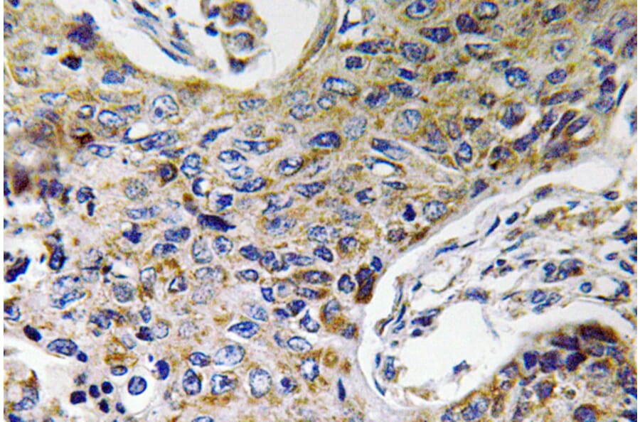 Immunohistochemistry - Anti-ATP5J2 Antibody (R12-2032) - Antibodies.com