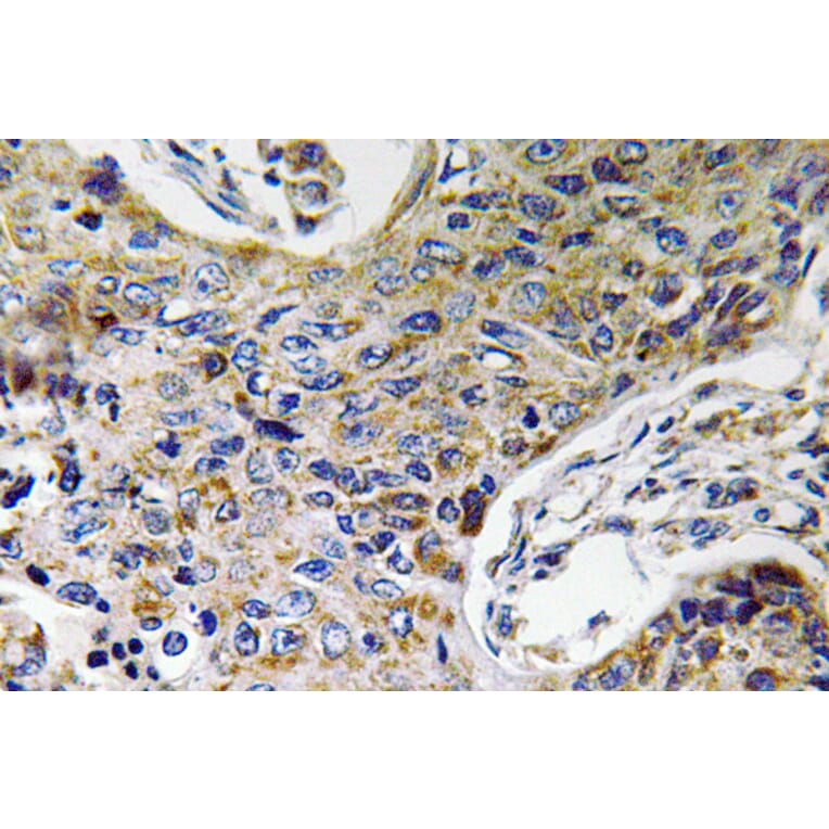 Immunohistochemistry - Anti-ATP5J2 Antibody (R12-2032) - Antibodies.com