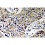 Immunohistochemistry - Anti-ATP5J2 Antibody (R12-2032) - Antibodies.com