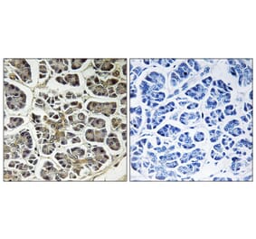 Immunohistochemistry - Anti-ATP5G2 Antibody (C14598) - Antibodies.com