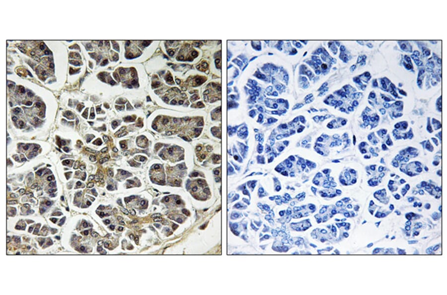 Immunohistochemistry - Anti-ATP5G2 Antibody (C14598) - Antibodies.com