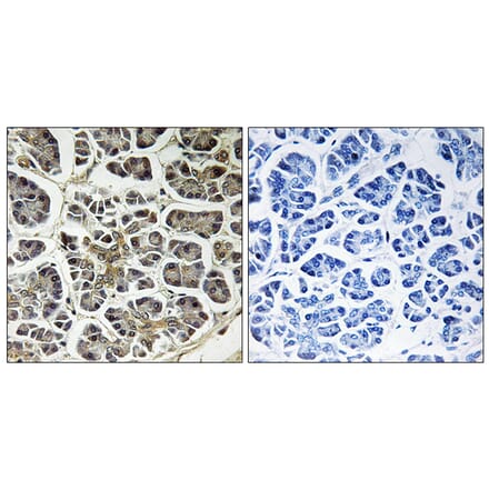 Immunohistochemistry - Anti-ATP5G2 Antibody (C14598) - Antibodies.com