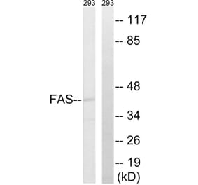 Western Blot - Anti-FAS Antibody (B0927) - Antibodies.com