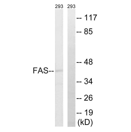 Western Blot - Anti-FAS Antibody (B0927) - Antibodies.com