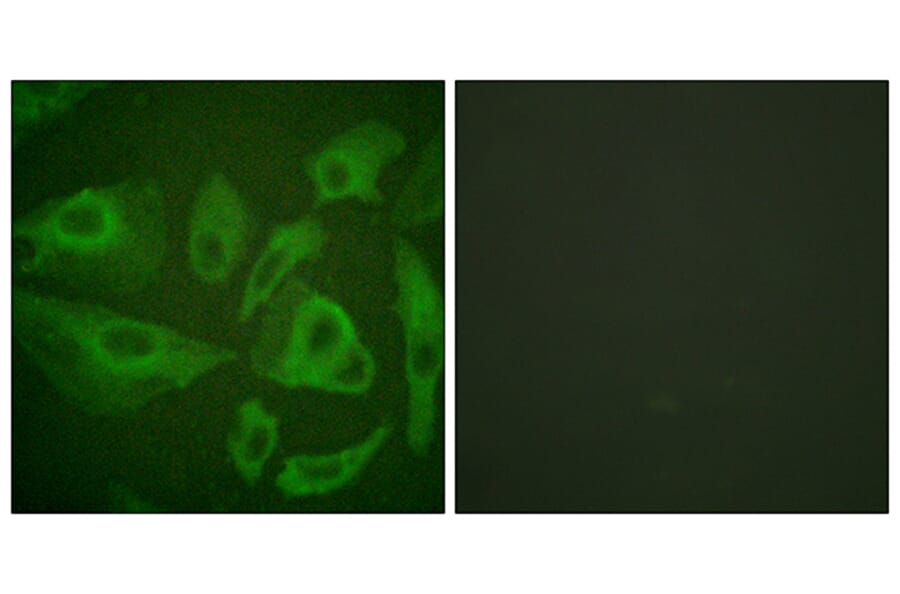 Immunofluorescence - Anti-FAS Antibody (B0927) - Antibodies.com