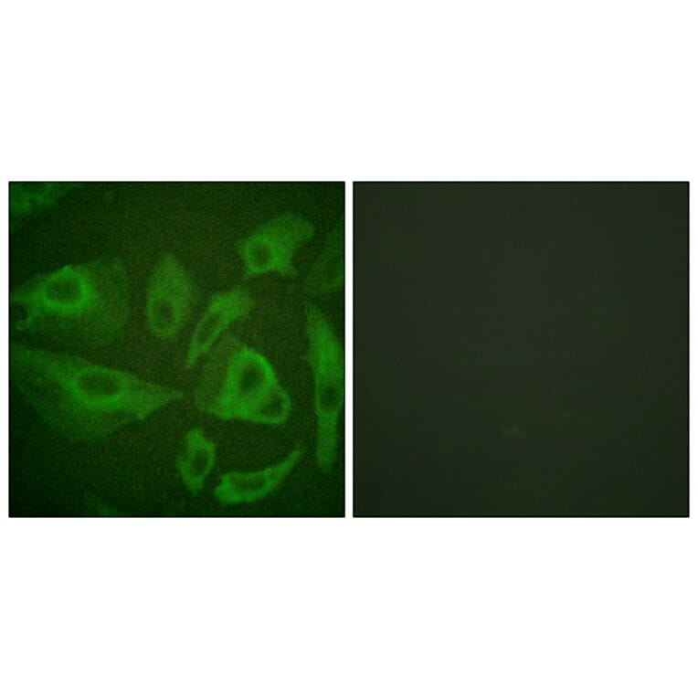 Immunofluorescence - Anti-FAS Antibody (B0927) - Antibodies.com
