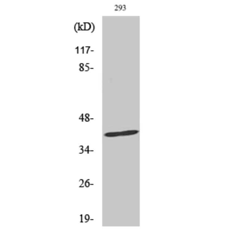 Western Blot - Anti-FAS Antibody (B0927) - Antibodies.com