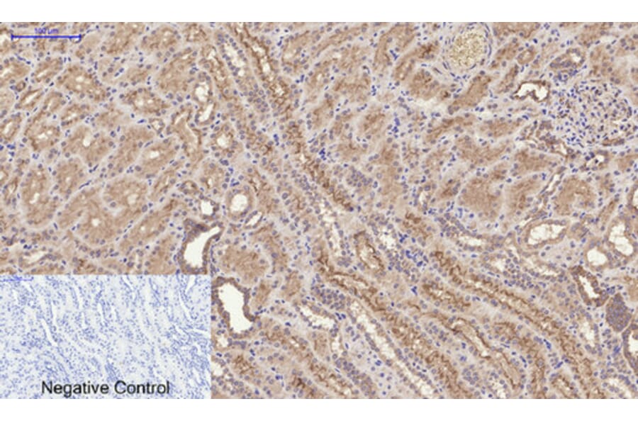 Anti-FAS Antibody (A100249) | Antibodies.com