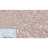 Immunohistochemistry - Anti-FAS Antibody (B0927) - Antibodies.com