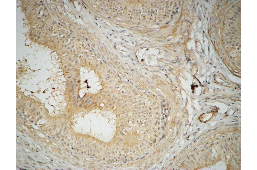 Immunohistochemistry - Anti-FAS Antibody (B0927) - Antibodies.com