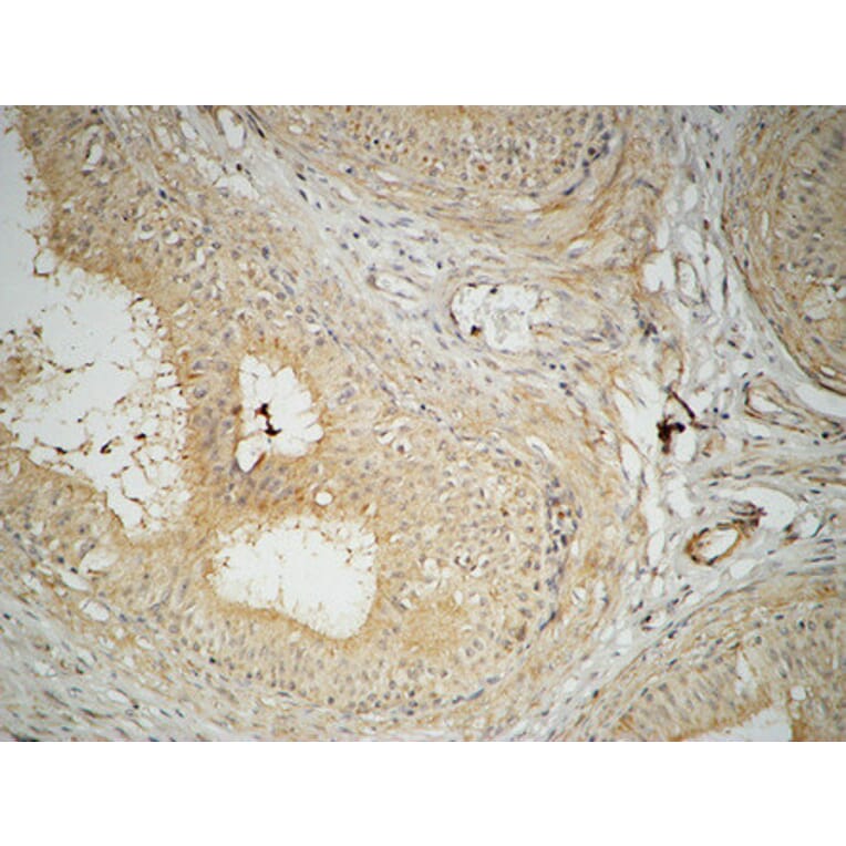 Immunohistochemistry - Anti-FAS Antibody (B0927) - Antibodies.com
