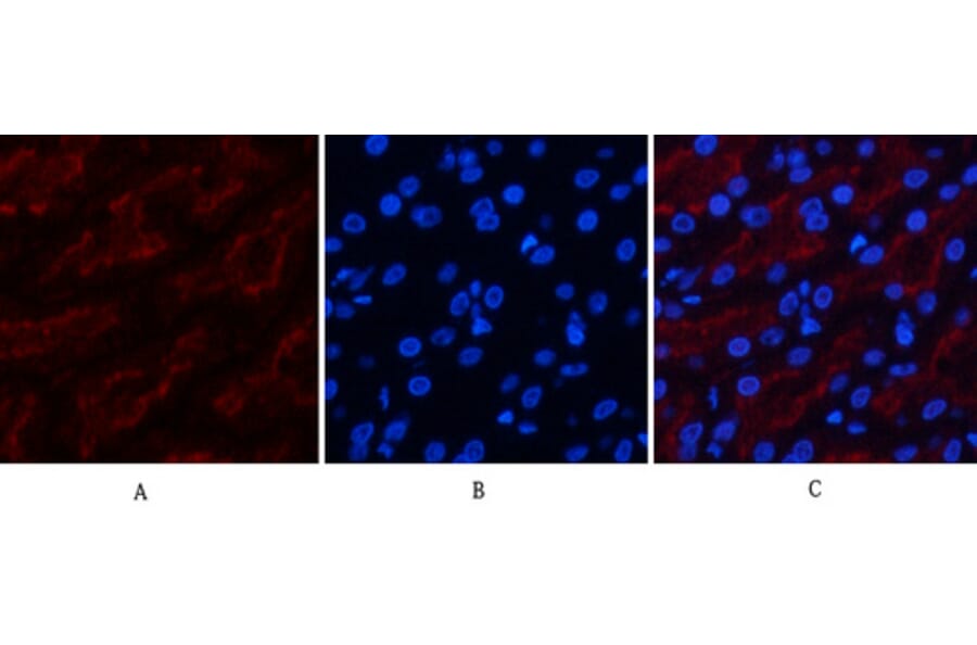 Immunofluorescence - Anti-FAS Antibody (B0927) - Antibodies.com